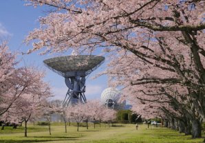 高萩市さくら宇宙公園にて📡年に一度だけパラボラアンテナに登れるのですよ✨見下ろす桜が見事なんですけどね今年は八重桜かなぁ...