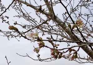 大子町中心地は桜が5-6部咲きはじめたそうです！おやき学校のある槙野地地区は…まだ0.5部咲きでしょうか🤔ちょうど外のテラスから観れ...