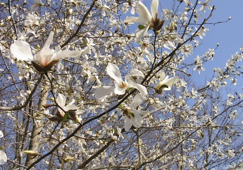 4月に見頃となるコブシの木。花は香水の原料に、葉や枝、樹皮からは油がとれる