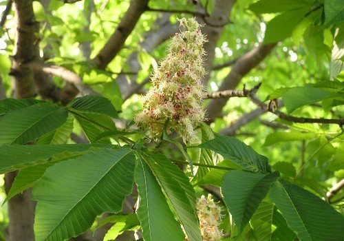 5月に咲くトチノキ。ミツバチが好む蜜を出す