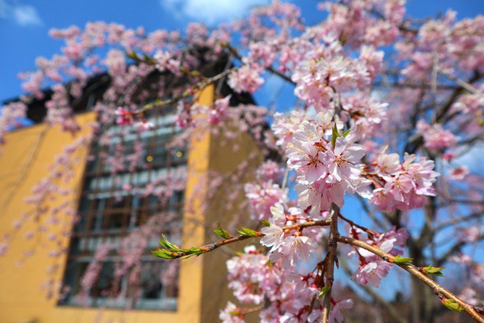 かみね公園桜の開花状況 ４月７日現在 ７分 ８分咲きです 咲いている場所や品種によっては満開の桜もあります 22 04 07 日立の観光レジャー 農園 直売所 日立かみねレジャーランド いばらきっぽく 茨城県北エリアのグルメ 観光 地域情報