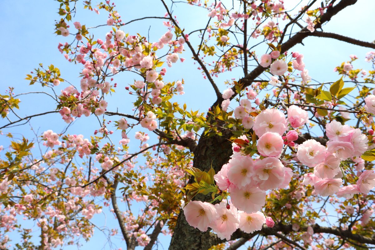 一葉 イチョウ 頂上駐車場にある一葉 イチョウ が見頃となっております 花は大輪で 花弁が 25枚ほどある八重桜です 花 22 04 14 日立の観光レジャー 農園 直売所 日立かみねレジャーランド いばらきっぽく 茨城県北エリアのグルメ 観光